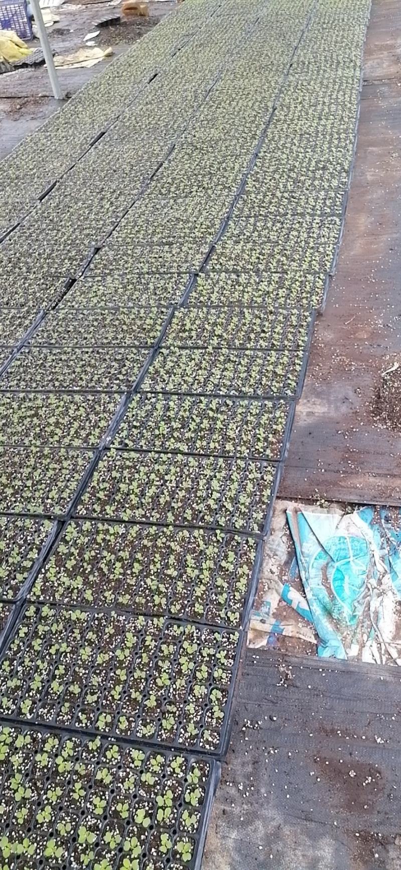 白菜苗产地直供质量保证一手货源对接商超