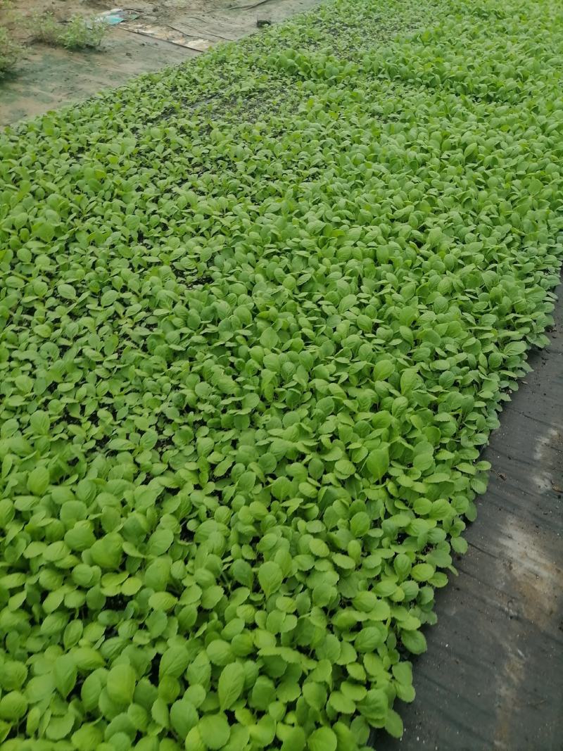 白菜苗产地直供质量保证一手货源对接商超