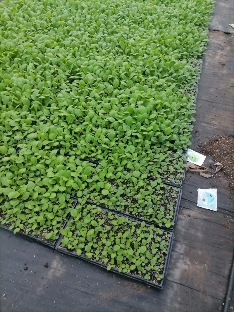 白菜苗产地直供质量保证一手货源对接商超