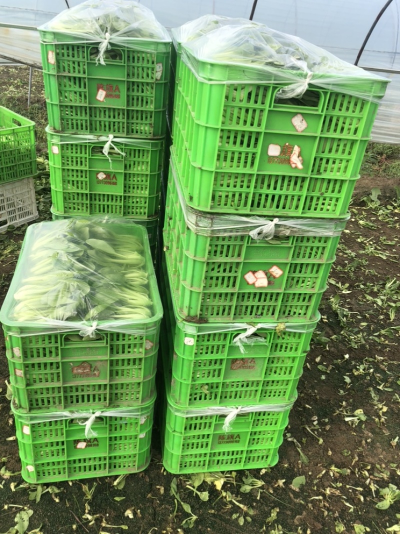 上海青🥬、蔬菜基地直销代办蔬菜品相优良价格优势