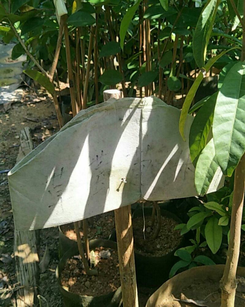 布福娜果树苗