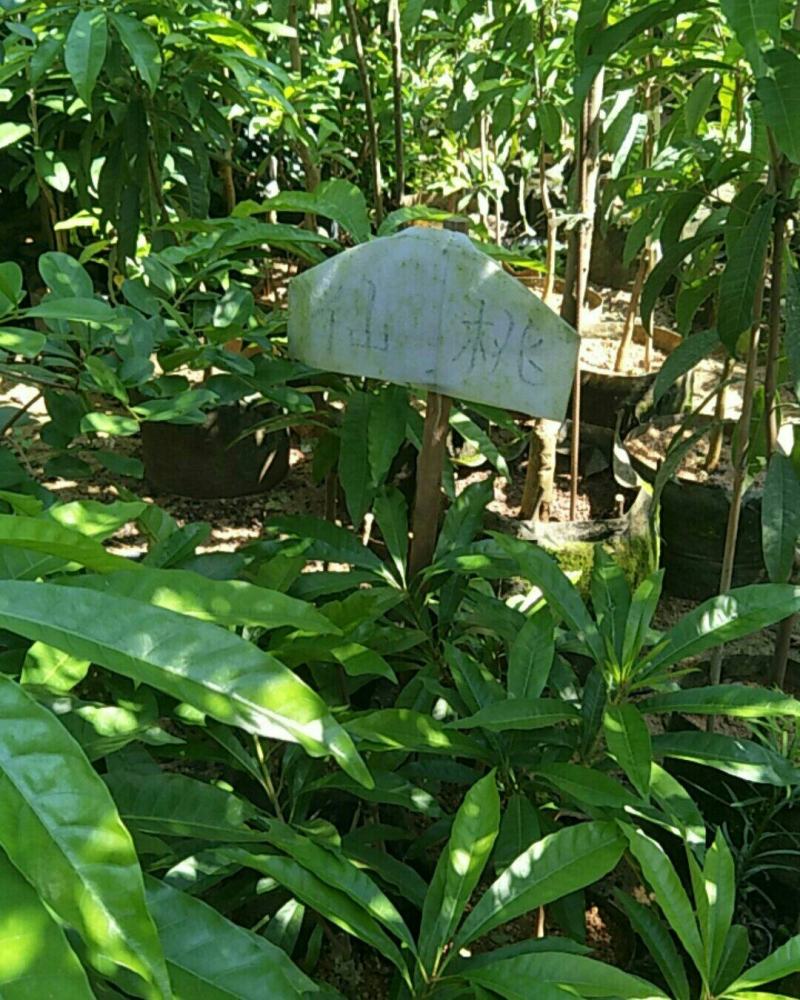 布福娜果树苗
