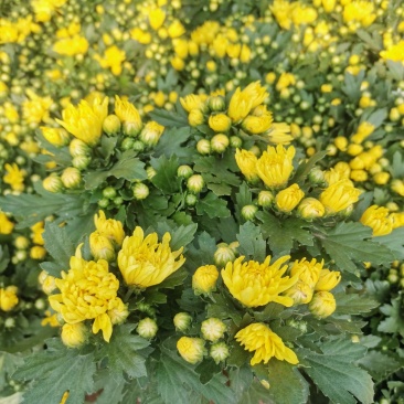 千头菊国庆菊菊花150盆观赏菊量大可优惠