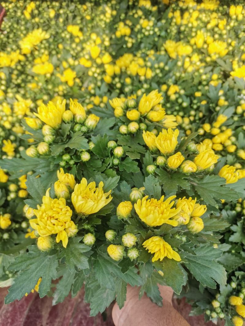千头菊国庆菊菊花150盆观赏菊量大可优惠