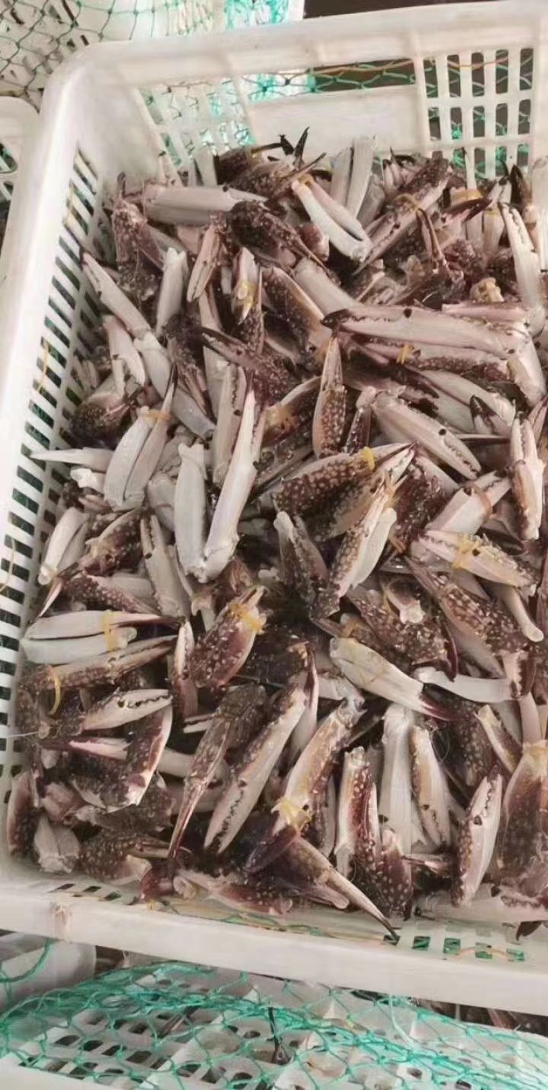 蟹钳，梭子蟹钳，活体蟹钳，蟹脚，规格齐全，全部当年新货，
