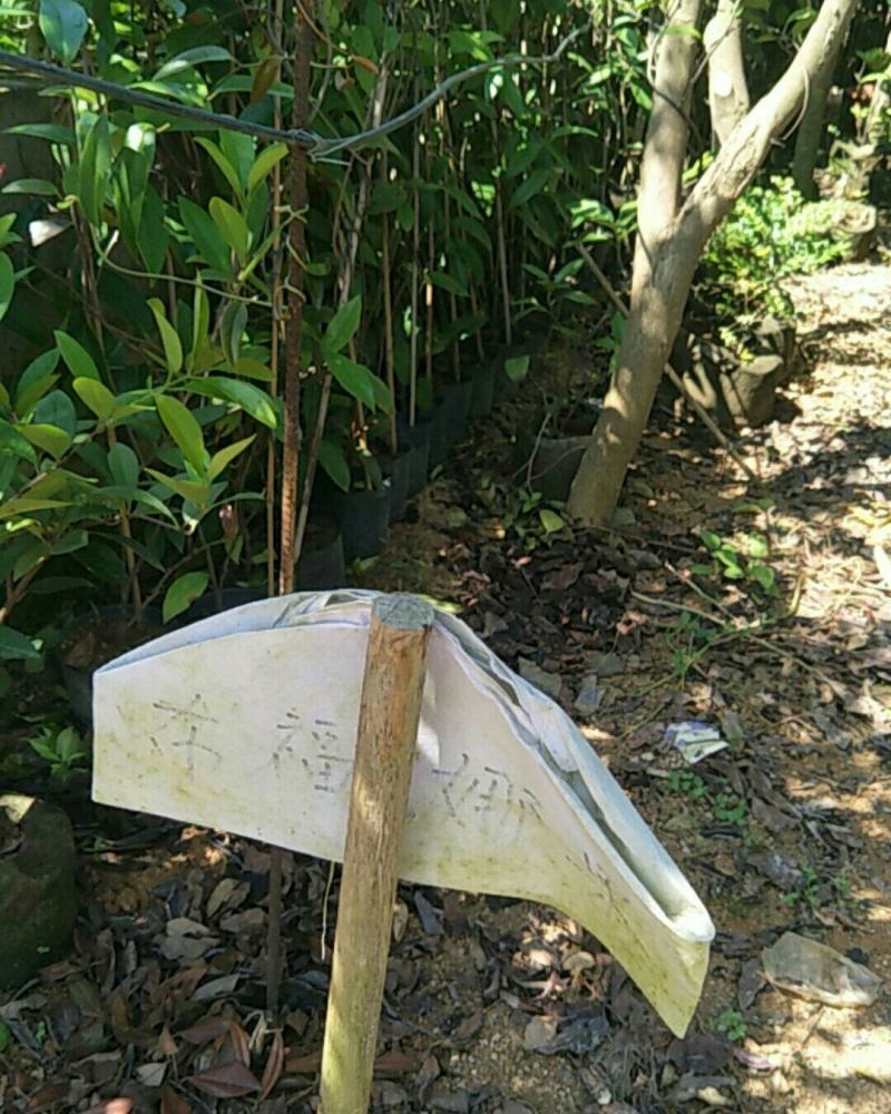 布福娜果树苗