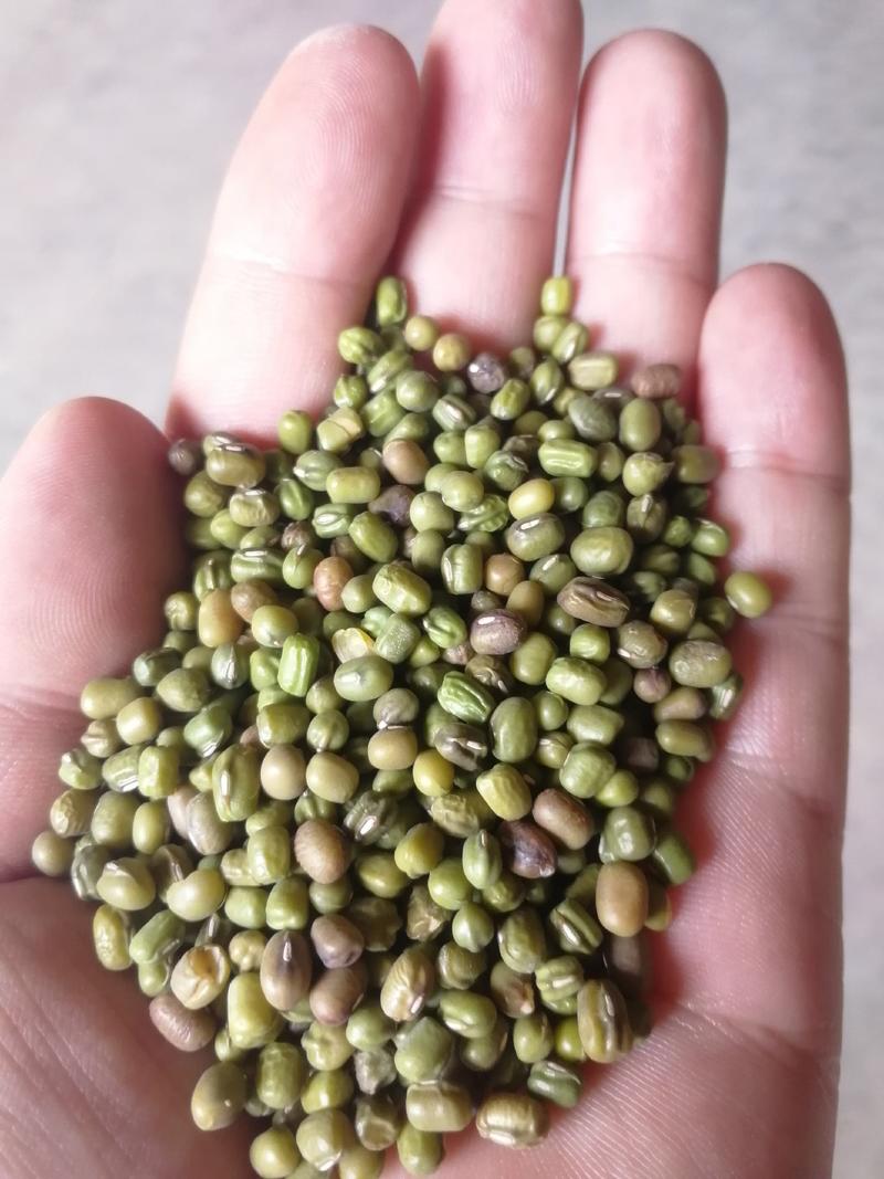 赤峰明绿豆4.0规格商品豆
