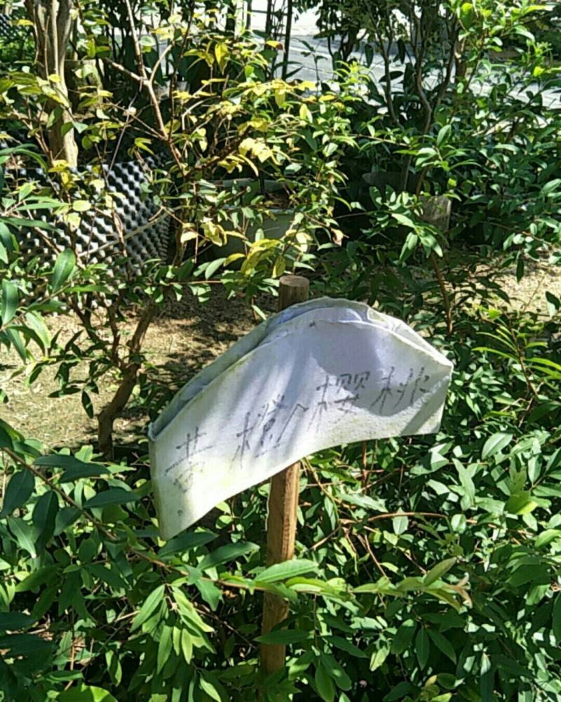 布福娜果树苗