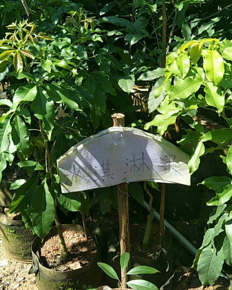 布福娜果树苗