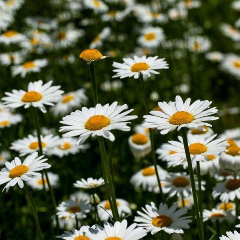 大滨菊种子大白菊西洋滨菊花种籽庭院阳台花海多年生花草生长