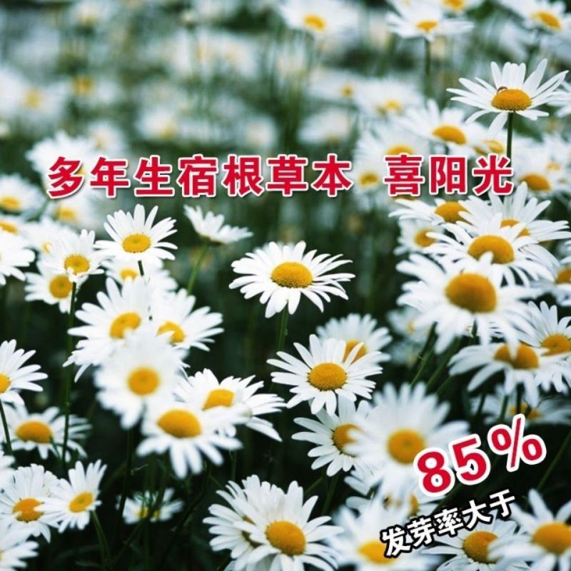 大滨菊种子大白菊西洋滨菊花种籽庭院阳台花海多年生花草生长