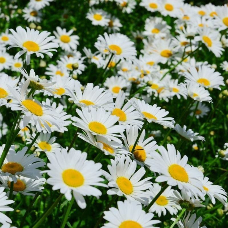 大滨菊种子大白菊西洋滨菊花种籽庭院阳台花海多年生花草生长