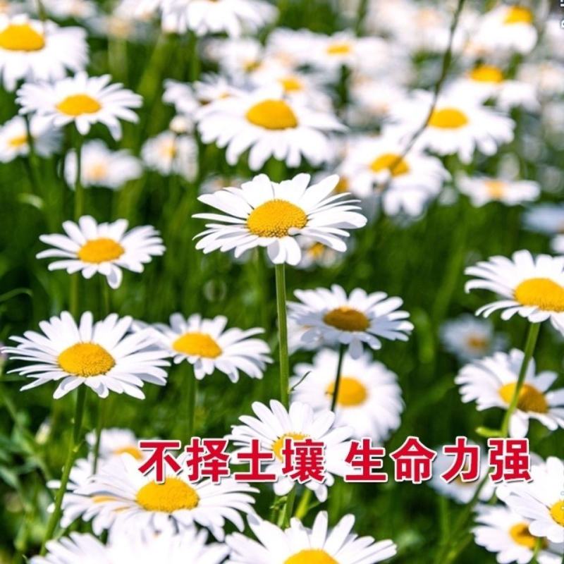 大滨菊种子大白菊西洋滨菊花种籽庭院阳台花海多年生花草生长