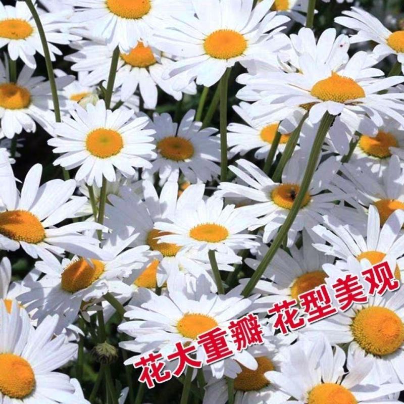 大滨菊种子大白菊西洋滨菊花种籽庭院阳台花海多年生花草生长