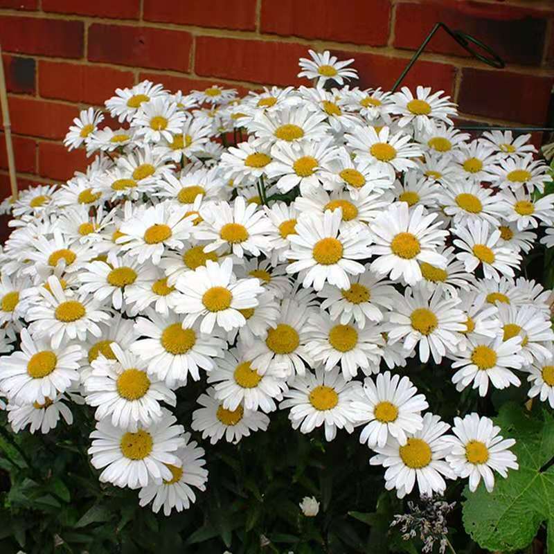 大滨菊种子大白菊西洋滨菊花种籽庭院阳台花海多年生花草生长