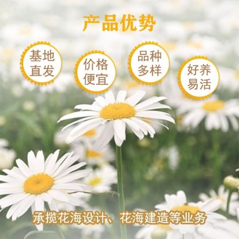 大滨菊种子大白菊西洋滨菊花种籽庭院阳台花海多年生花草生长