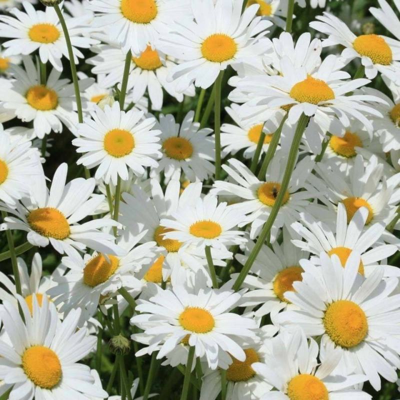 大滨菊种子大白菊西洋滨菊花种籽庭院阳台花海多年生花草生长