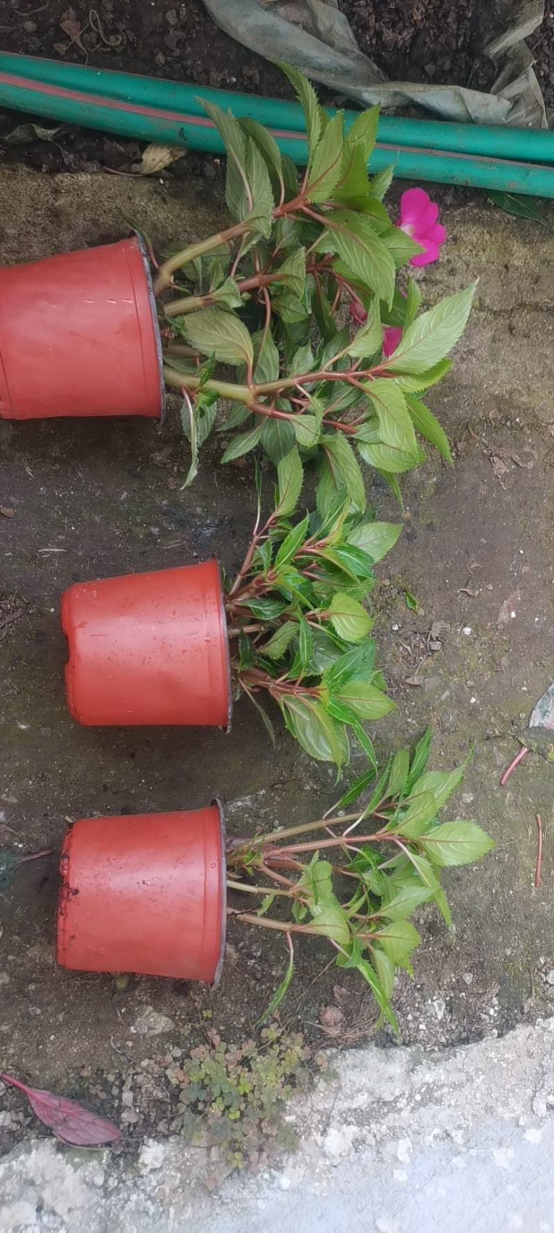 新几内亚凤仙（自家苗圃现货实拍，欢迎参观苗圃。）