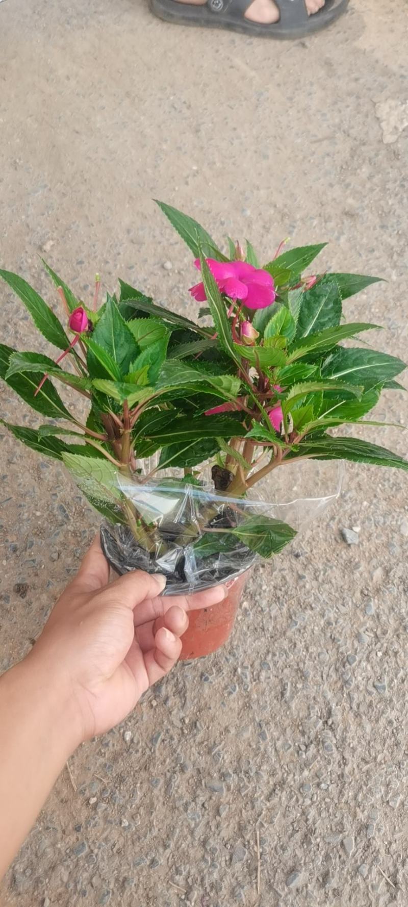 新几内亚凤仙（自家苗圃现货实拍，欢迎参观苗圃。）