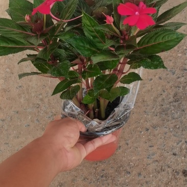 新几内亚凤仙（自家苗圃现货实拍，欢迎参观苗圃。）