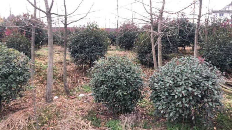 红叶石楠球，精球，毛球，30到两米，规格齐全