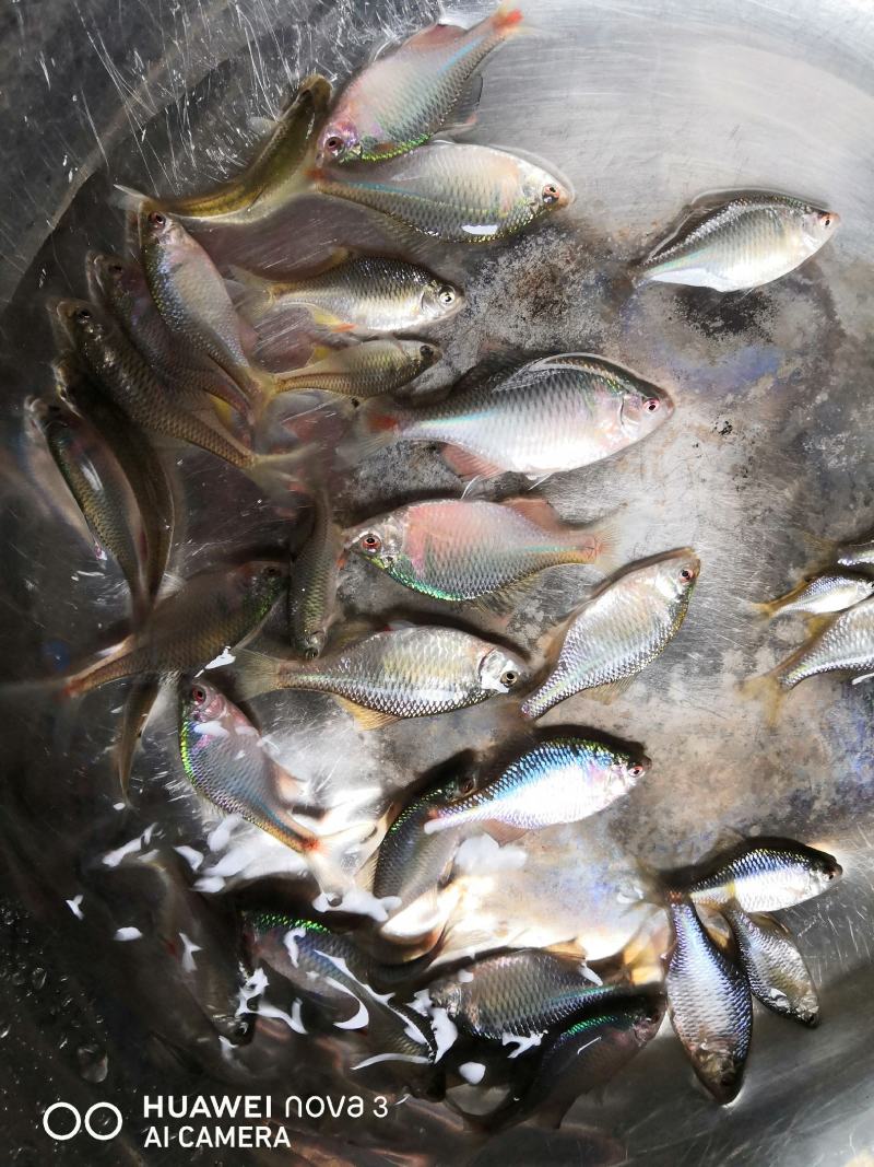大量供应旁皮鱼