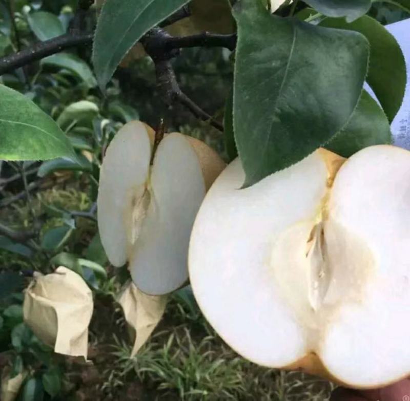 山东优质丰水梨秋月梨大量上市口感脆甜多汁产地直销