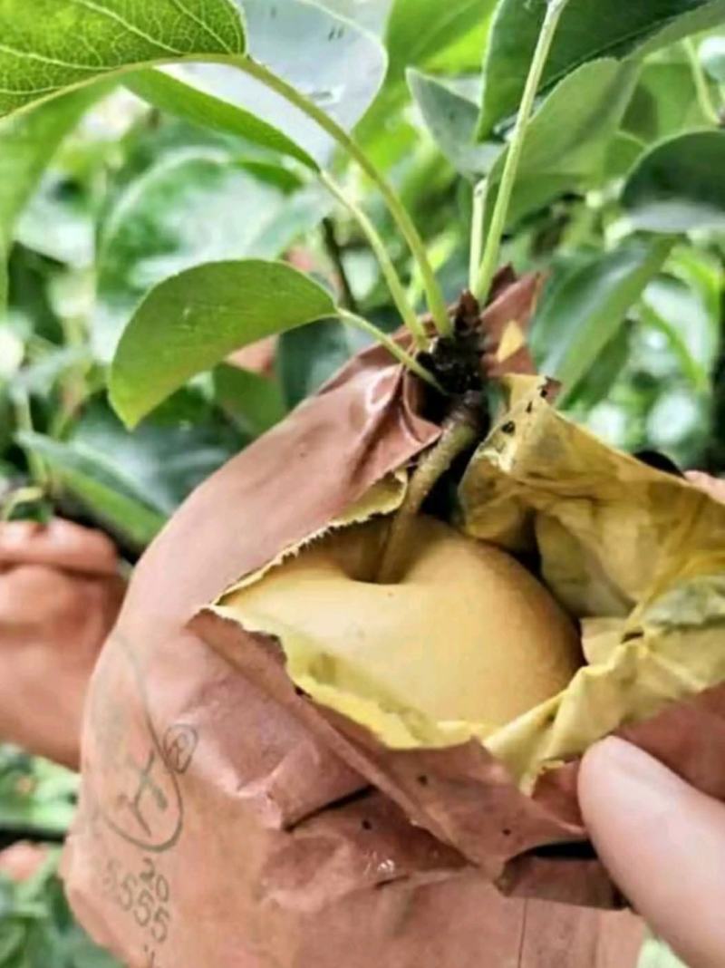 山东优质丰水梨秋月梨大量上市口感脆甜多汁产地直销