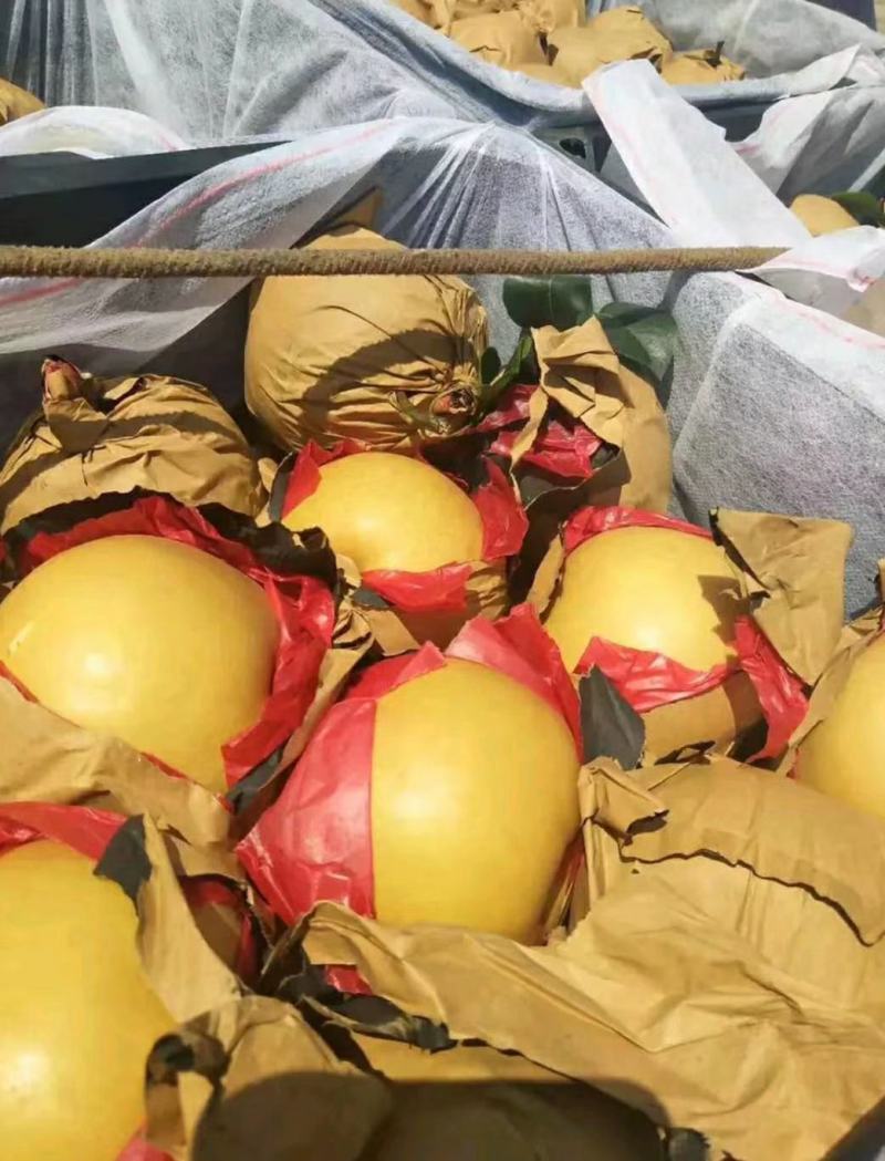 山东优质丰水梨秋月梨大量上市口感脆甜多汁产地直销