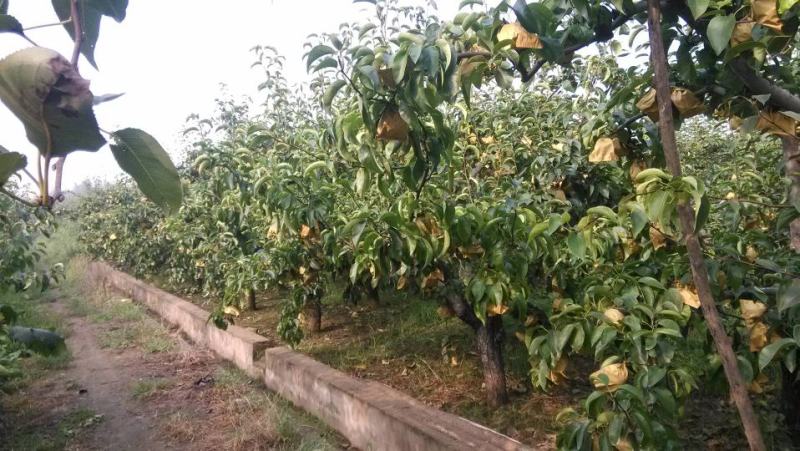 山东优质丰水梨秋月梨大量上市口感脆甜多汁产地直销
