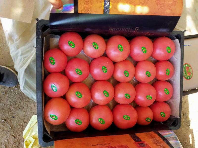 冷棚硬粉西红柿，粉果大量上市，供应各大平台