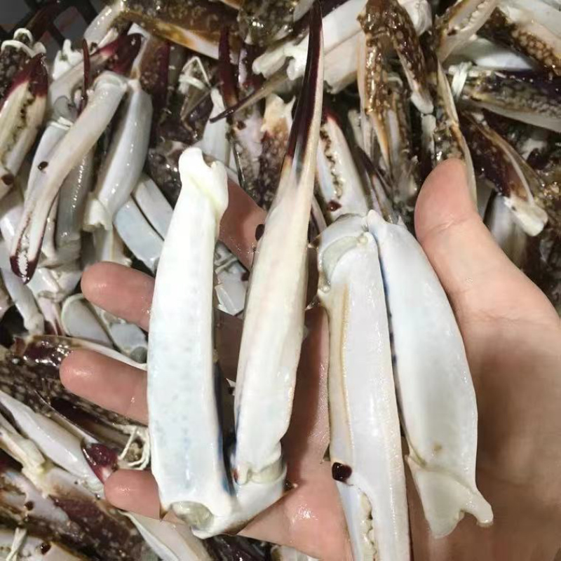 蟹钳，梭子蟹钳，活体蟹钳，蟹脚，规格齐全，全部当年新货，