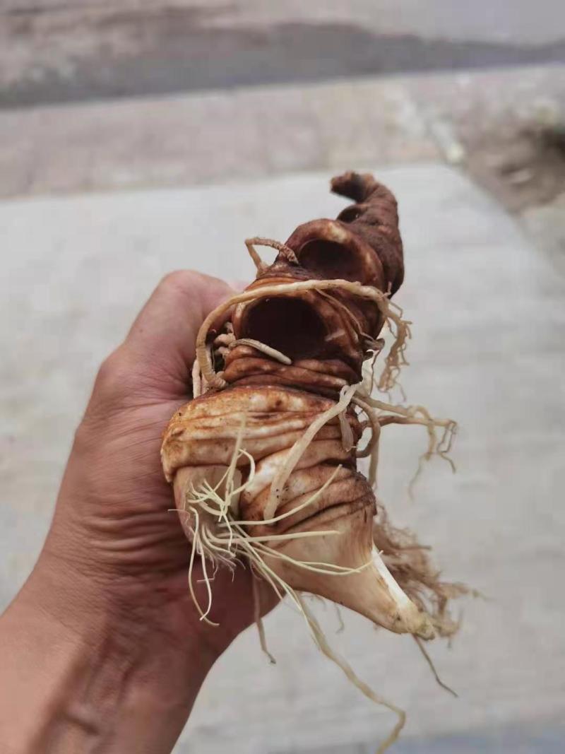 重楼