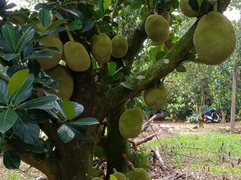 广东无胶菠萝蜜，吃起来香味十足嘴手都留有郁香，营养丰富