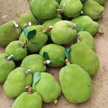 广东无胶菠萝蜜，吃起来香味十足嘴手都留有郁香，营养丰富