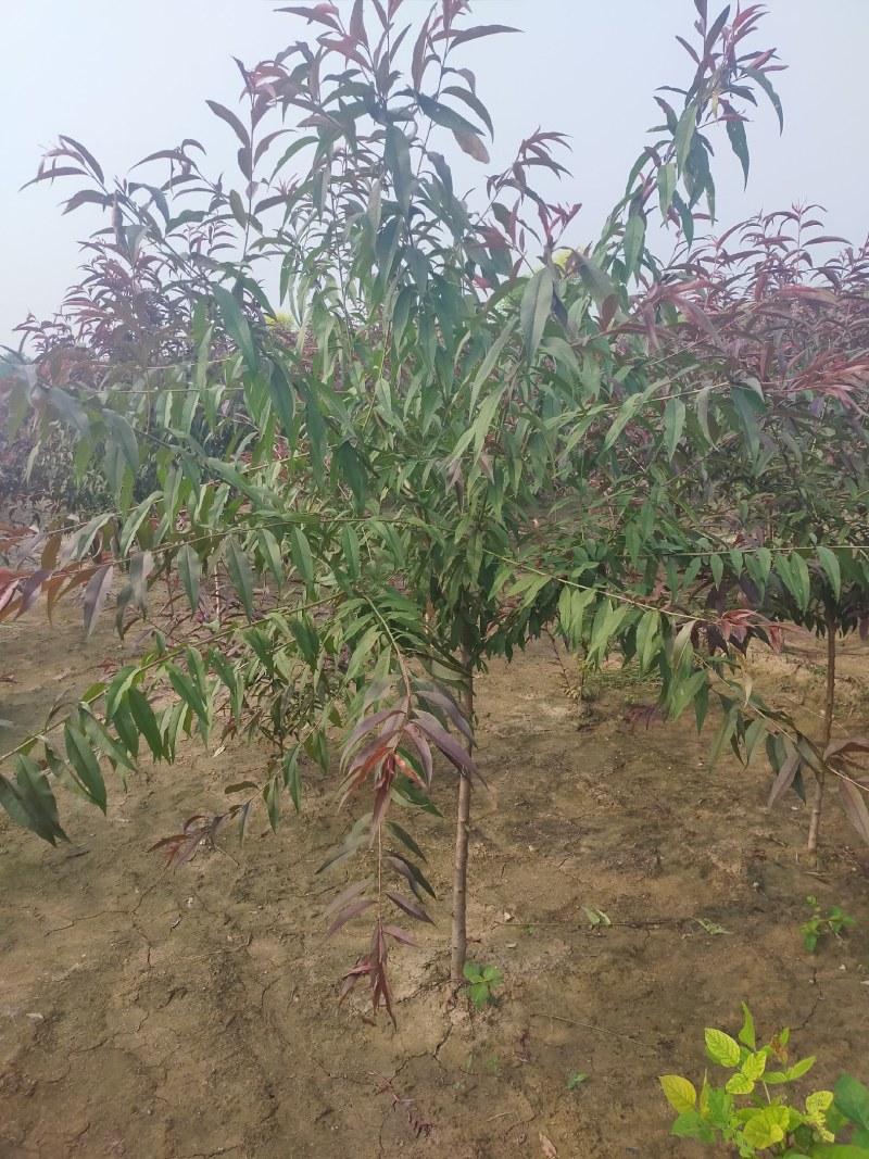 红叶碧桃，3公分