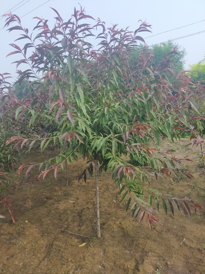 红叶碧桃，3公分