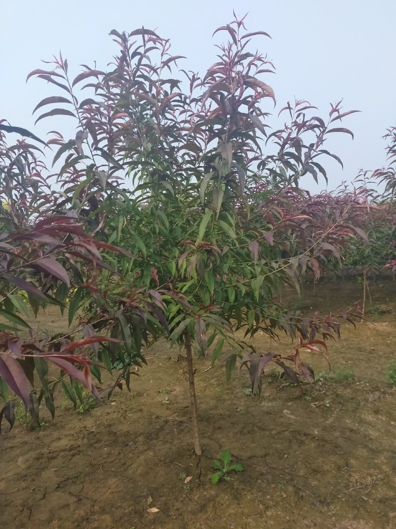 红叶碧桃，3公分