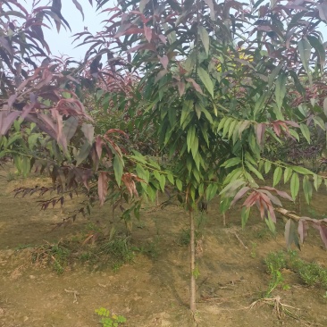 红叶碧桃，3公分