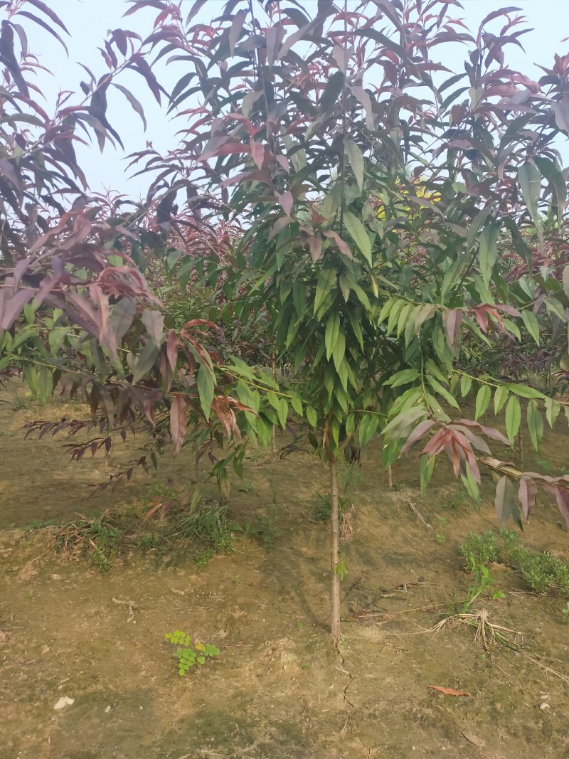红叶碧桃，3公分