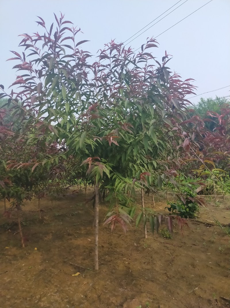 红叶碧桃，3公分