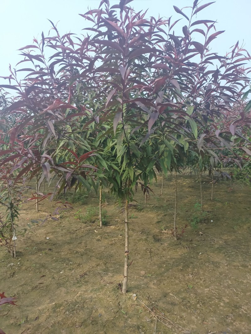 红叶碧桃，3公分