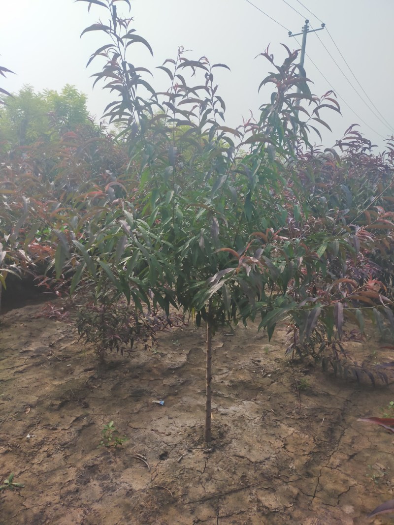 红叶碧桃，3公分