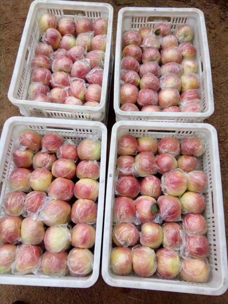 山东美八苹果大量上市供应，口感脆甜，产地发货代发全国