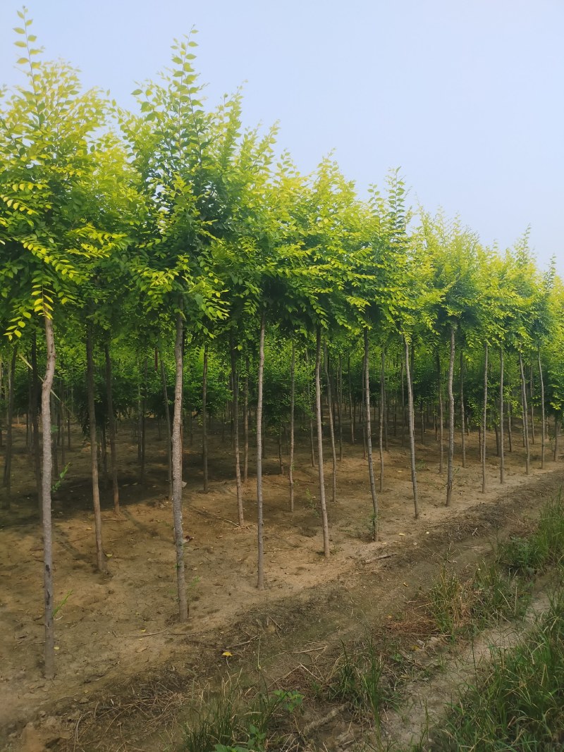 金叶榆，3公分