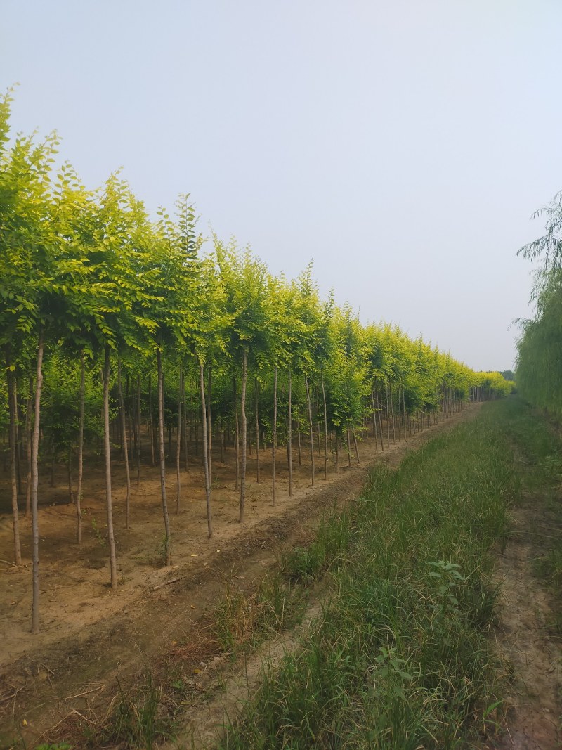 金叶榆，3公分