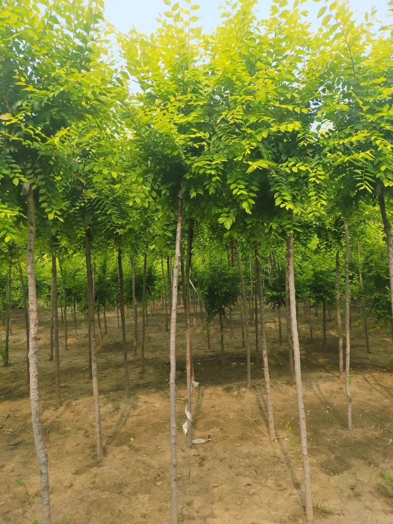 金叶榆，3公分