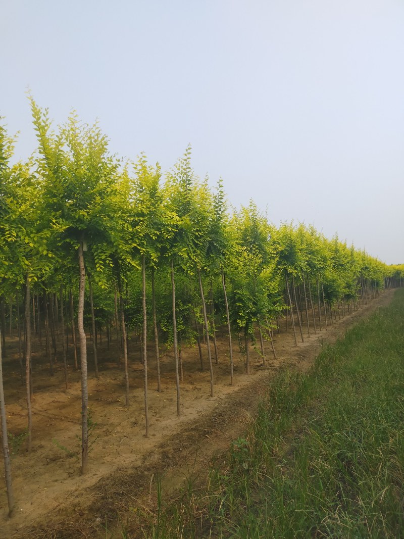 金叶榆，3公分