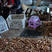 野生松蘑红蘑大量出售