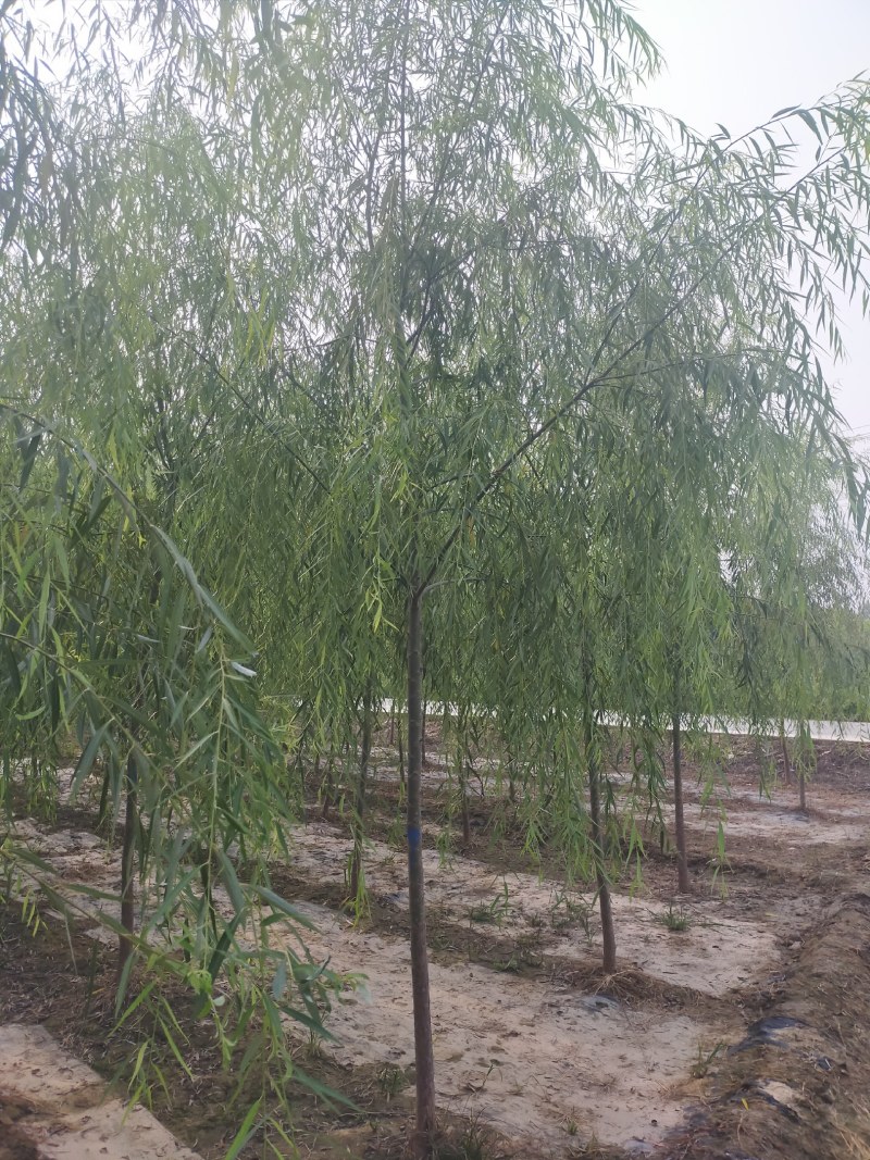 5公分垂柳
